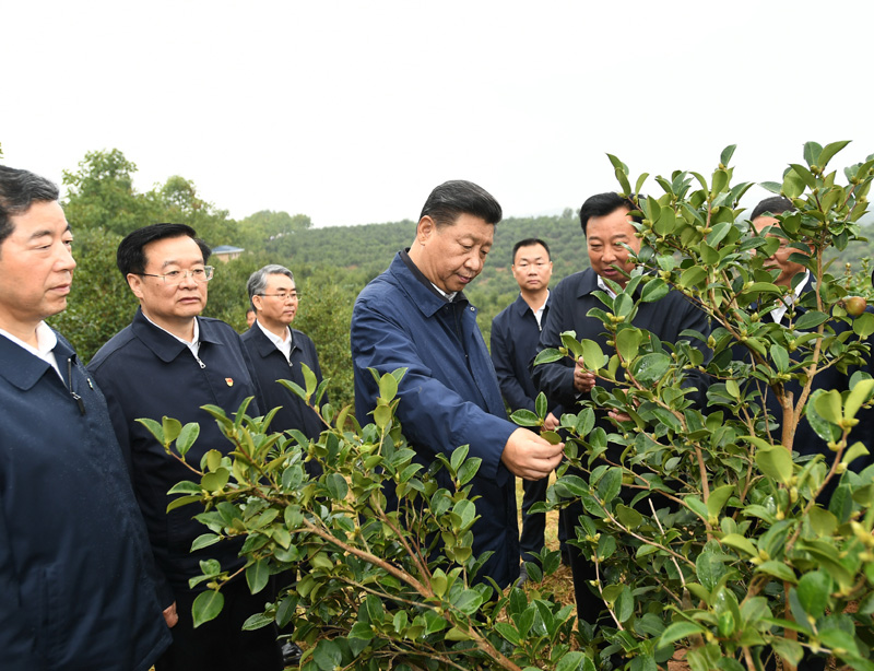 　　9月16日至18日，中共中央總書記、國家主席、中央軍委主席習近平在河南考察。這是17日上午，習近平來到信陽市光山縣槐店鄉(xiāng)司馬光油茶園，實地察看油茶樹種植和掛果情況。新華社記者 謝環(huán)馳 攝